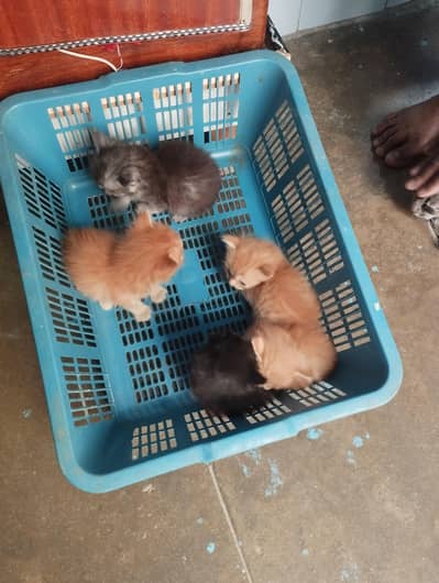 Persian kittens available for sale