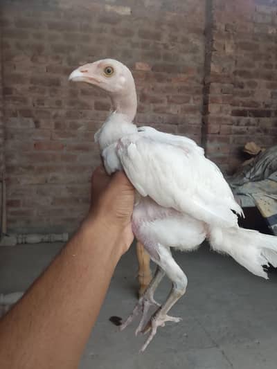 2 pure white aseel chicks Urgent sale