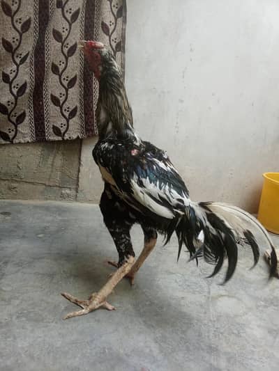Aseel murga jis Bhai ko chahiye rabta kre urgent sale