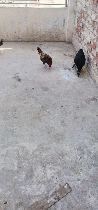i want to sale my hens