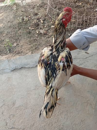 cheena Aseel Patha