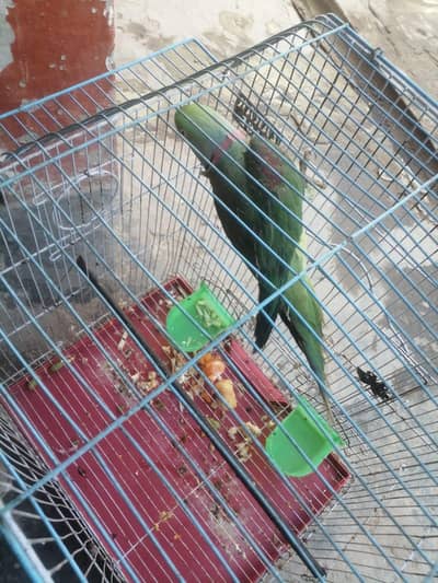 raw parrot male