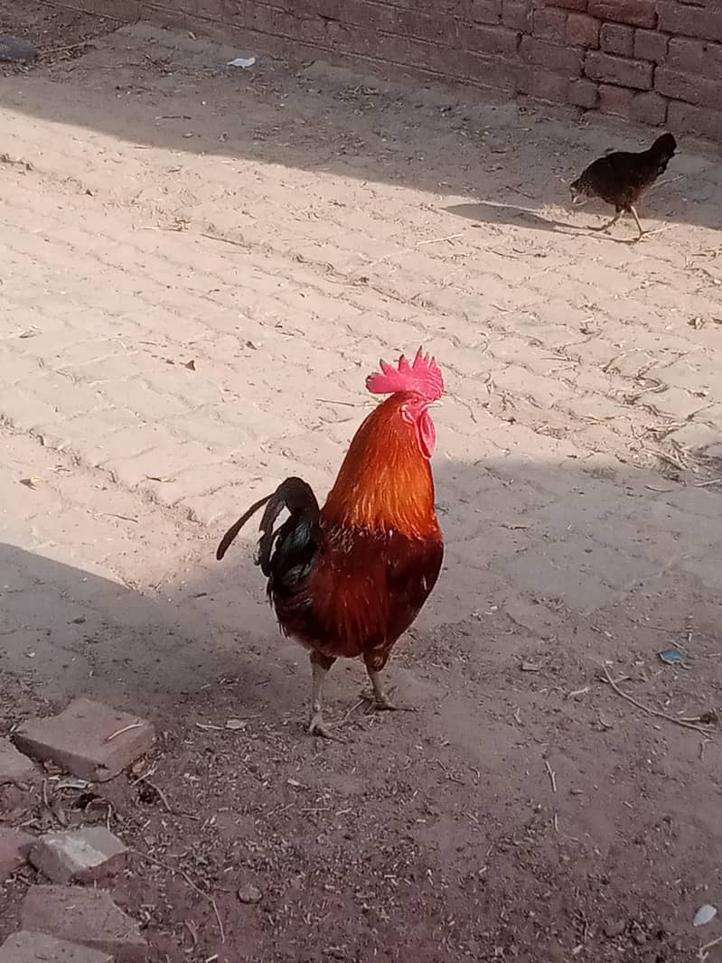انڈے دیتا جوڈا ہے 1