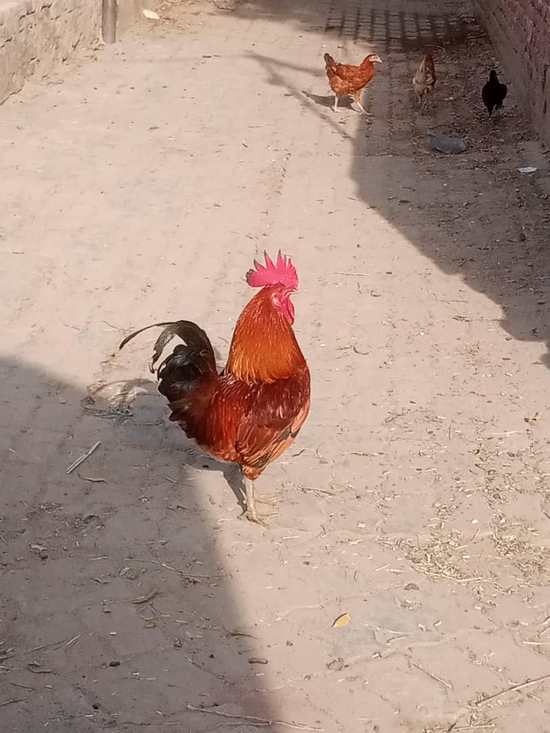 انڈے دیتا جوڈا ہے 2