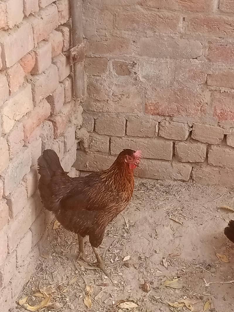 انڈے دیتا جوڈا ہے 3