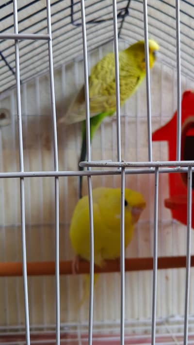 Lovebirds Pair