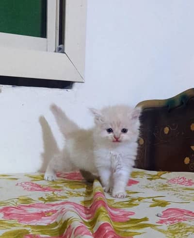 triple coated kitten for sale