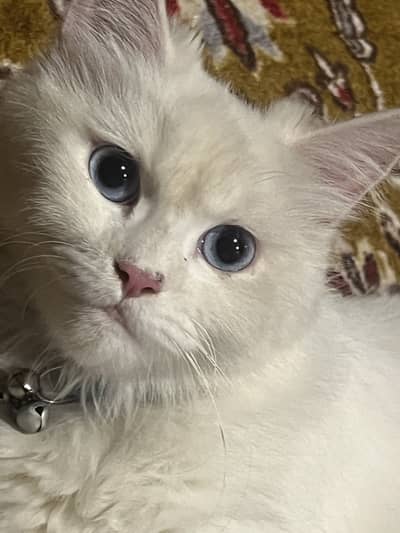 gorgeous blue-eyed fluffy cat