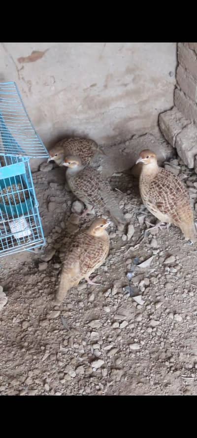teetar breeder pair