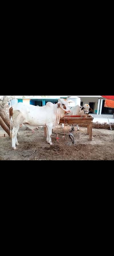 Cholitani Gulabi Bachra For Sale