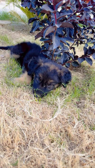 belgian shepherd