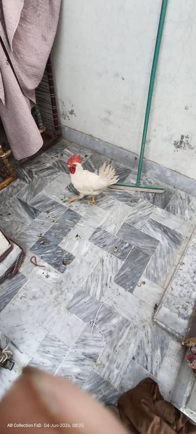 cag with 4 hen pinjra or 4white mrge