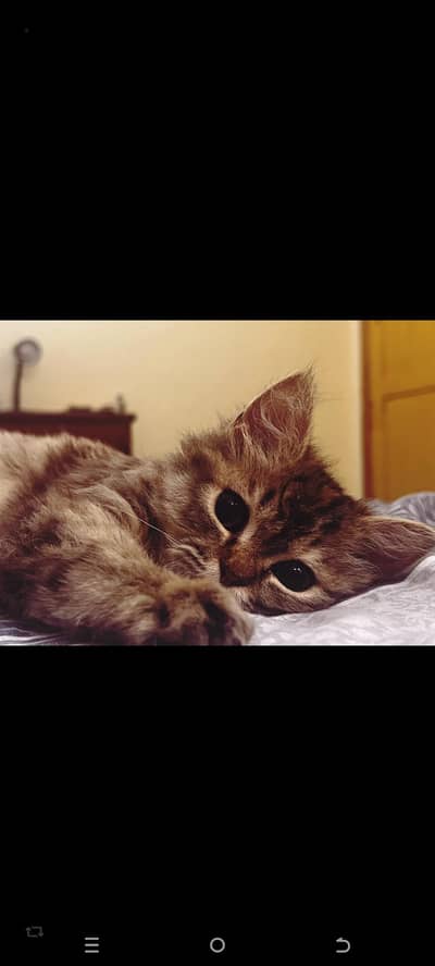 Baby Cat