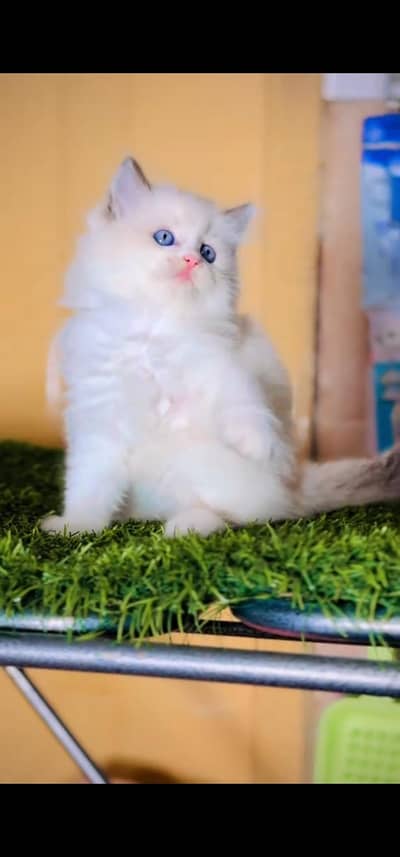 Quality Persian Punch face cat & kitten is03477878702Whatsapp