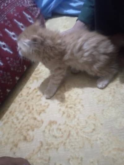 kittens