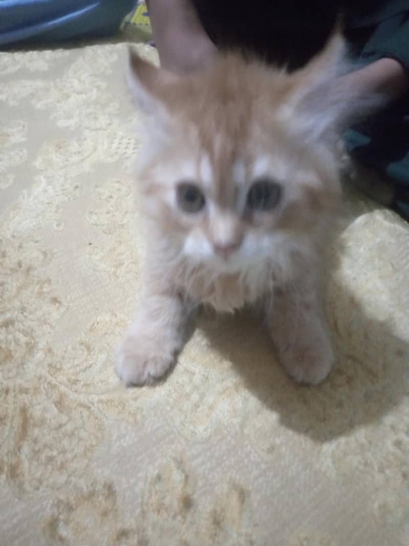kittens 1