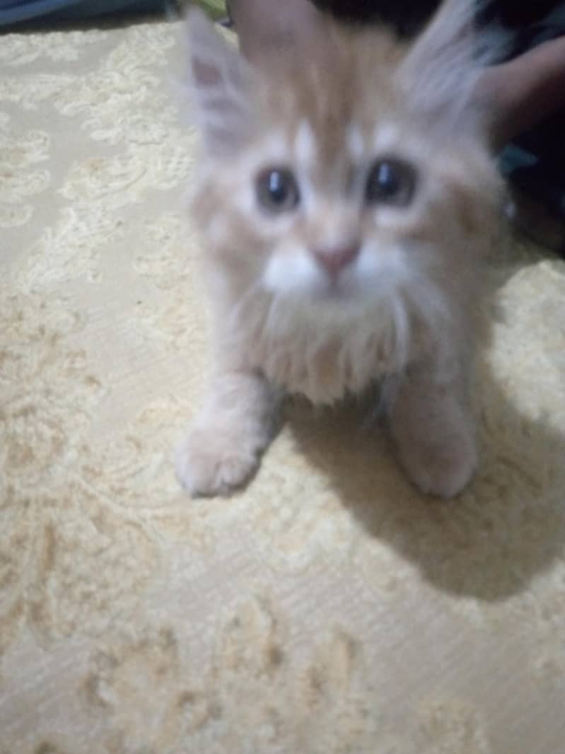 kittens 2