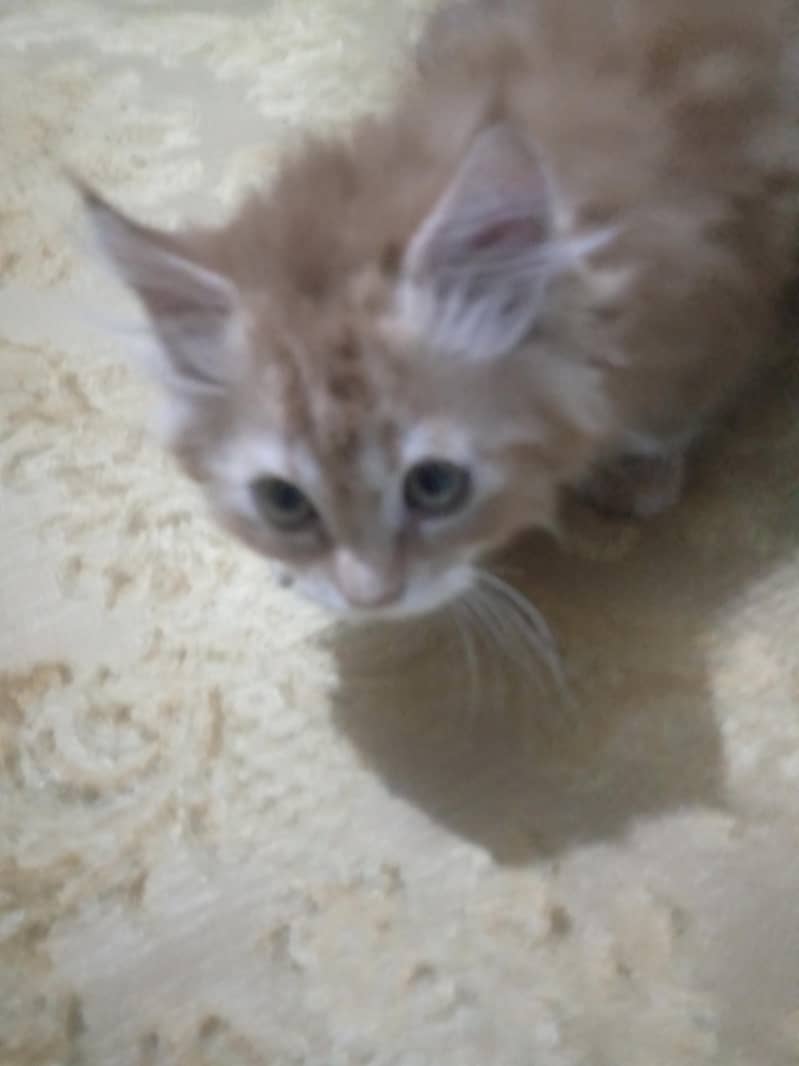 kittens 3