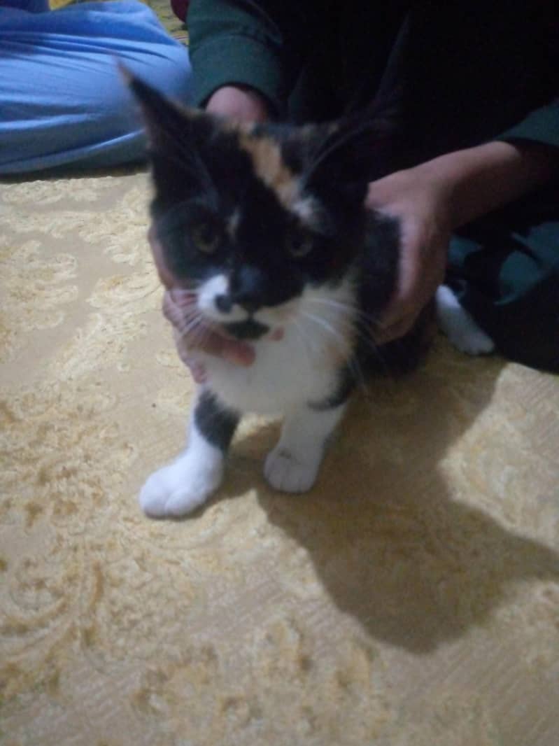 kittens 4