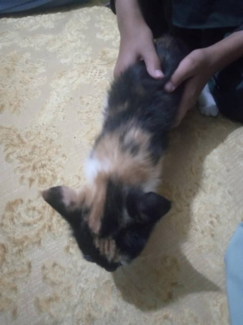 kittens 5