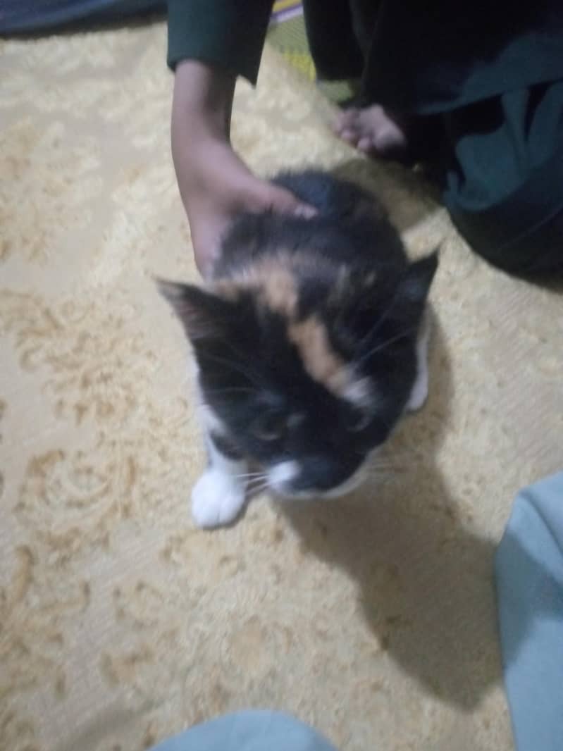 kittens 6