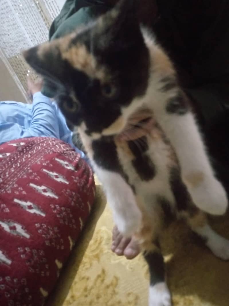 kittens 7