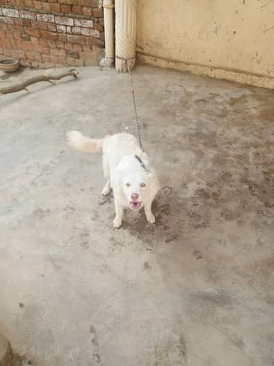 Russian dog for sale