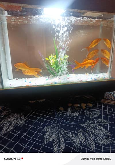 fish.
