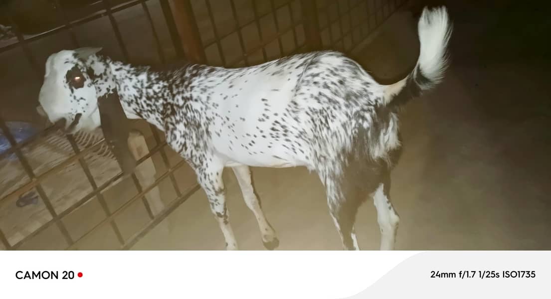مکھی چینا بریڈر 4