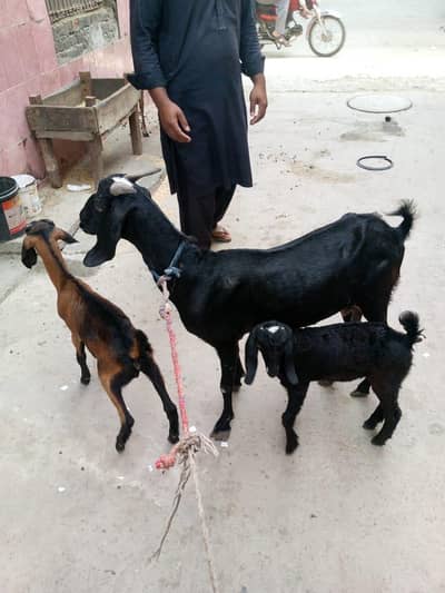 Bakri foar sale 2 bachon k 7 male female 03295534870