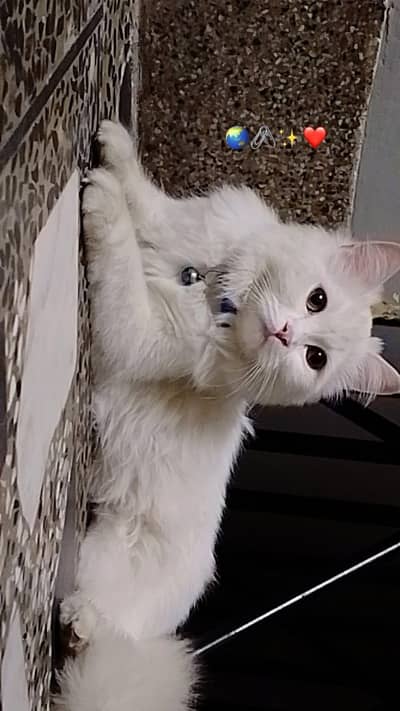 Persian cat for sale