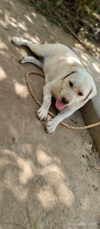 Labrador female  dog