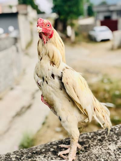 aseel bird