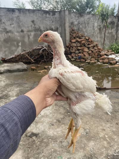 Shamo aseel pthi aur ptha for sale