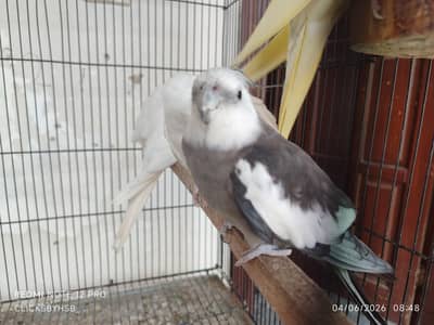 Cocktails and Budgies complete setup for sale