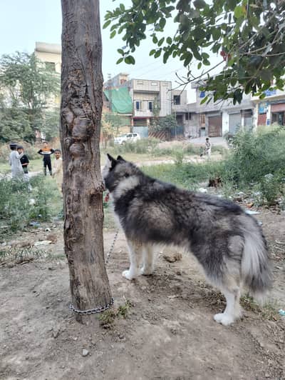 Siberian husky dog | husky dog | wolly coat husky male for sale