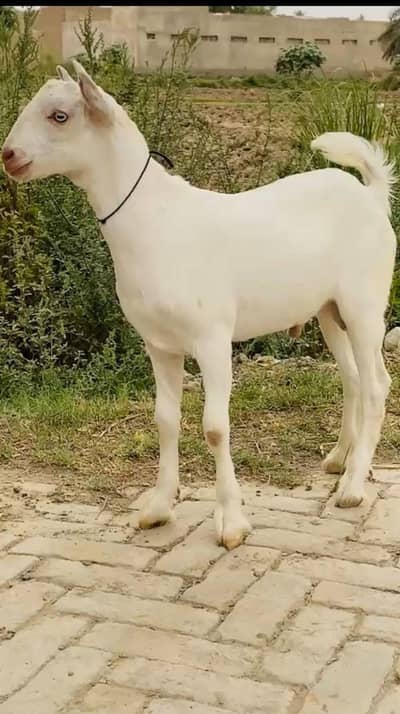 teda bakra | Nagra bakra | khassi  bakra |  qurbani 2026 | desi bakra