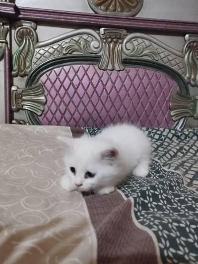 russian kitten healthy and active with 45 days only