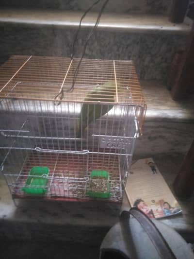 raw parrot 