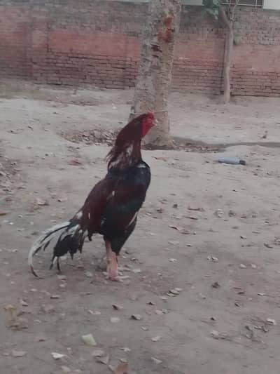 Best Aseel quality breeder