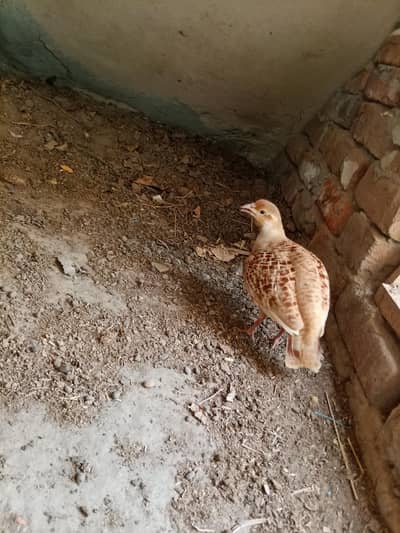 Irani adult female