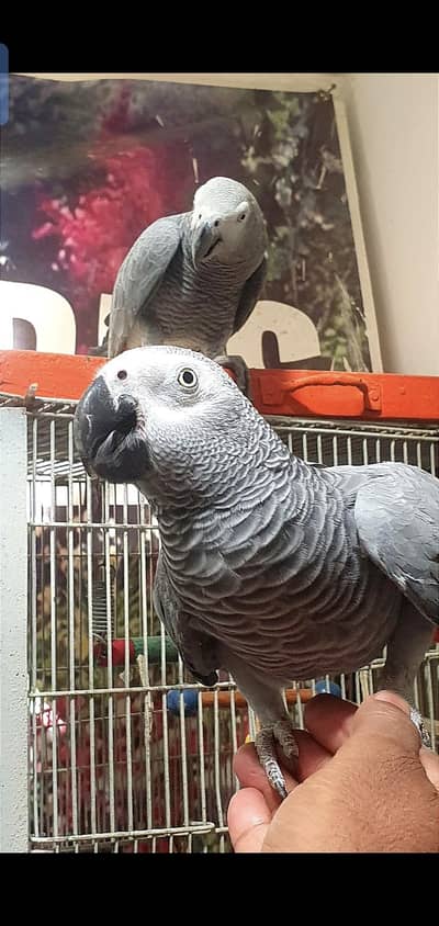 african gray parrot & 0Yellow Bip Lori