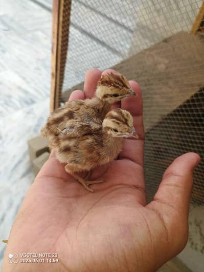 birds 20 days
