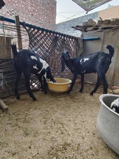 patora and path bital Bakra crossing