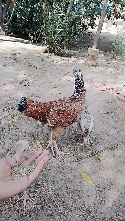 aseel murghi+ 7 chicks