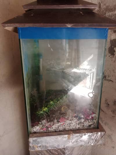 Fish Aquarium