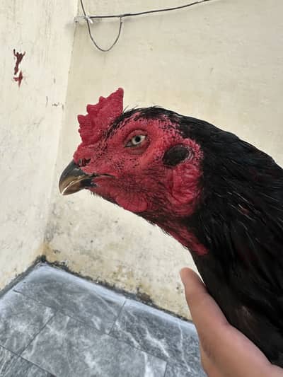 Walayti cross murgha ha kamal ki nasal ha jet black colour ha