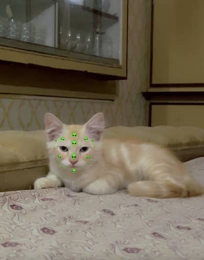 Persian male kitten