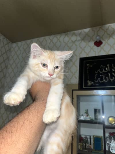 Persian male kitten