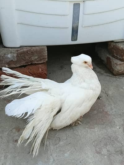 American Breeder Male For Sale